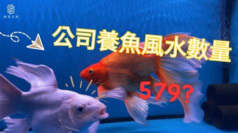 生肖養魚數量|【風水生肖養魚的數字】風水魚養幾條最好 